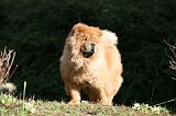 CHOW CHOW 632